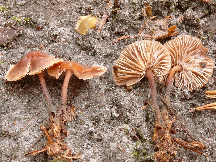 Marasmius Brassicolens